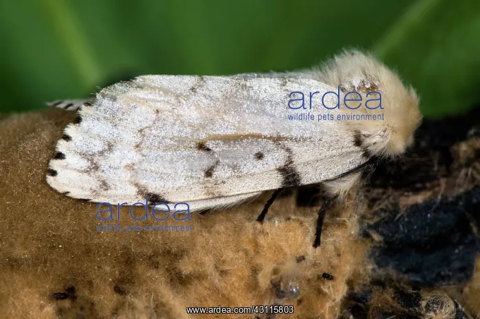 : Gypsy Moth : Gypsy Moth