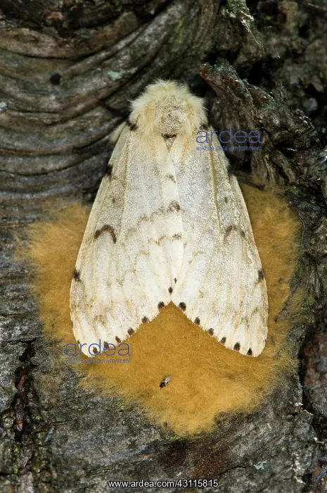 : Gypsy Moth : Gypsy Moth