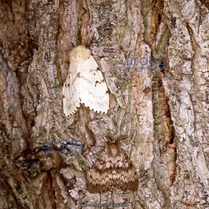 : GYPSY MOTH : GYPSY MOTH