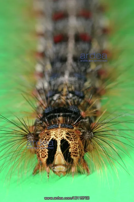 : Gypsy Moth Caterpillar : Gypsy Moth Caterpillar