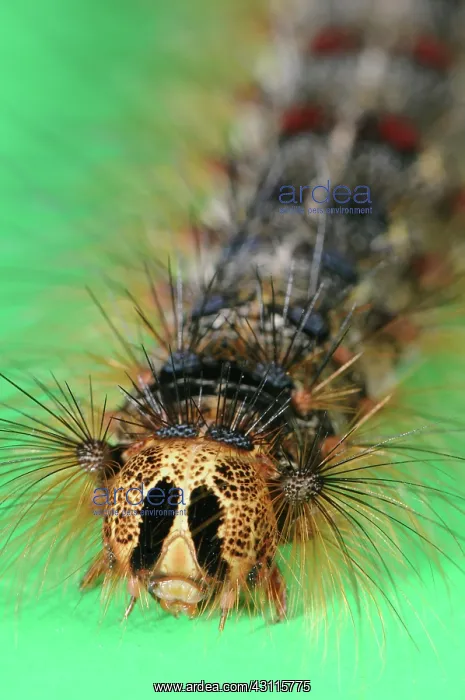 : Gypsy Moth Caterpillar : Gypsy Moth Caterpillar