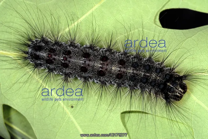 : Gypsy moth caterpillar : Gypsy moth caterpillar