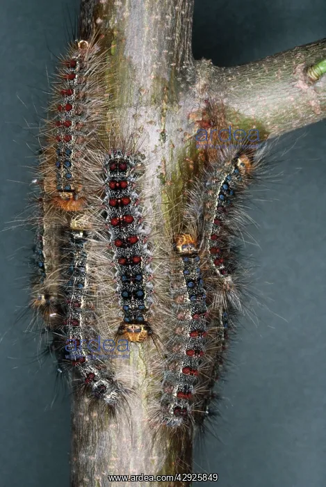 : Gypsy Moth - Larvae : Gypsy Moth - Larvae