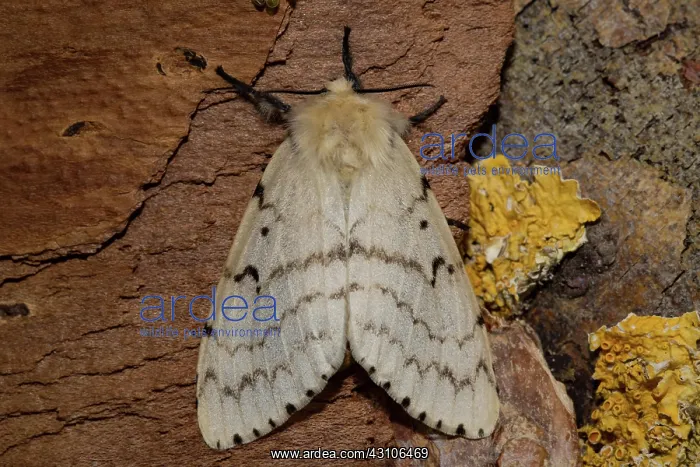 : Gypsy moth (Lymantria dispar) : Gypsy moth (Lymantria dispar)