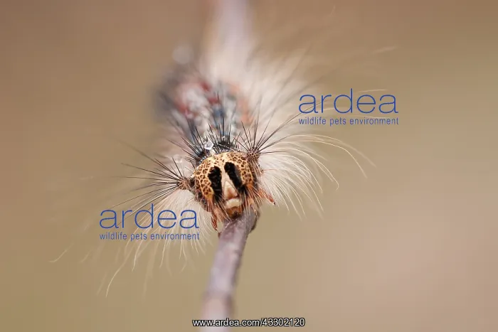 : Gypsy moth ( Lymantria dispar) portrait, the Ne : Gypsy moth ( Lymantria dispar) portrait, the Ne