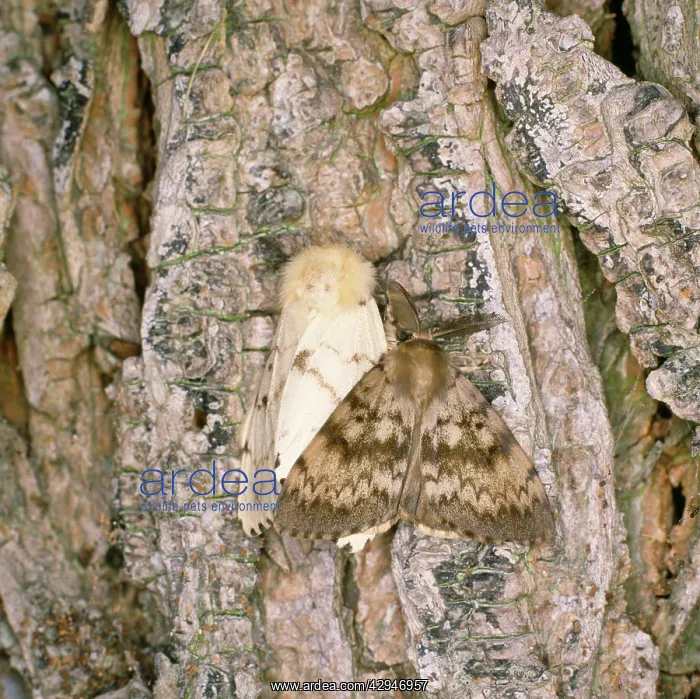 : Gypsy Moth - male & female : Gypsy Moth - male & female