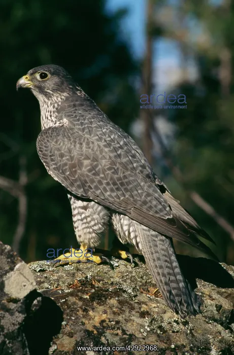 : Gyr Falcon : Gyr Falcon