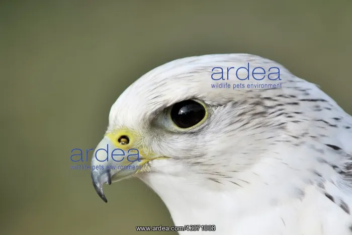 : Gyr Falcon : Gyr Falcon