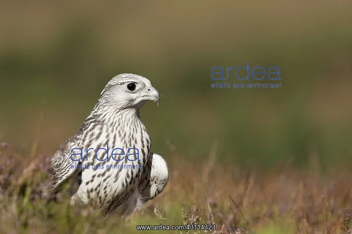 : Gyr Falcon : Gyr Falcon