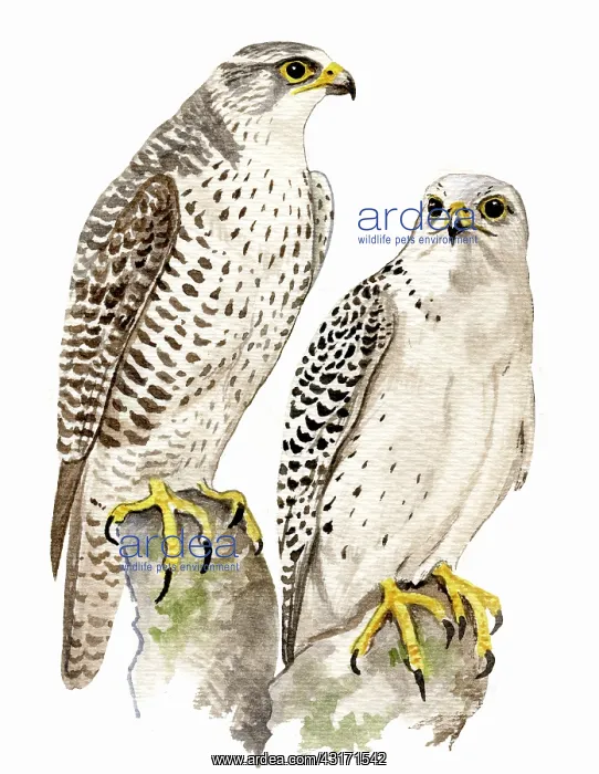 : Gyr Falcon : Gyr Falcon