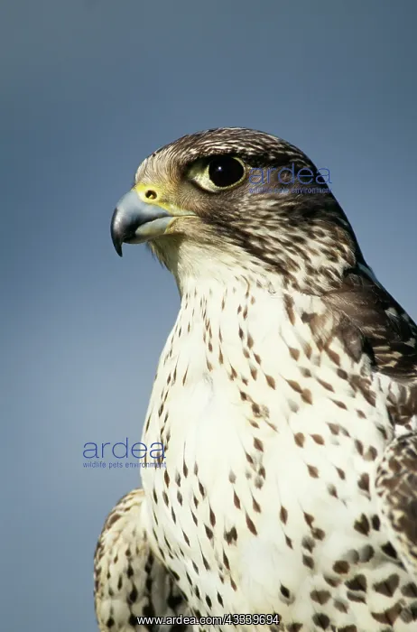 : Gyr Falcon : Gyr Falcon