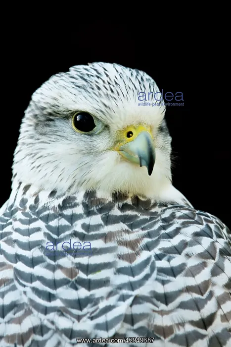 : Gyr Falcon - Close up of pale phase adult bird : Gyr Falcon - Close up of pale phase adult bird