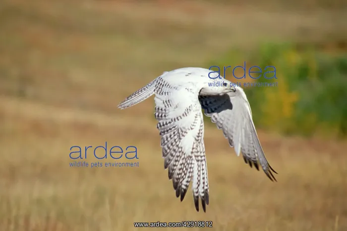 : GYR FALCON - in flight : GYR FALCON - in flight