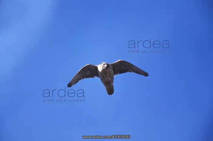 : GYR FALCON - in flight, grey morph : GYR FALCON - in flight, grey morph
