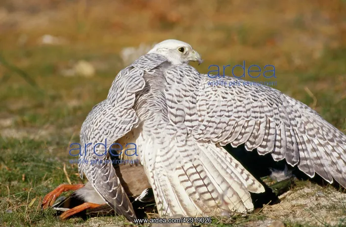 : Gyr Falcon - guarding prey : Gyr Falcon - guarding prey