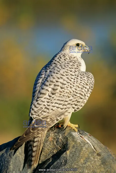 : GYR FALCON - portrait : GYR FALCON - portrait