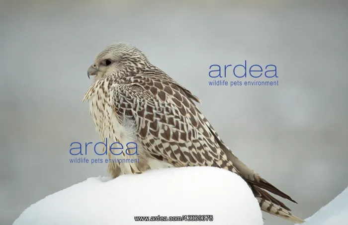 : Gyr Falcon - in snow : Gyr Falcon - in snow