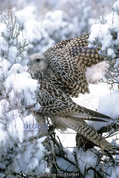 : Gyr Falcon - in snow : Gyr Falcon - in snow