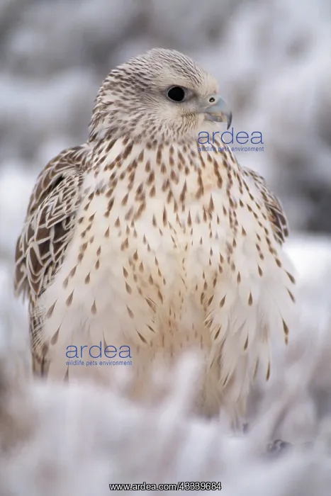 : Gyr Falcon - in snow : Gyr Falcon - in snow