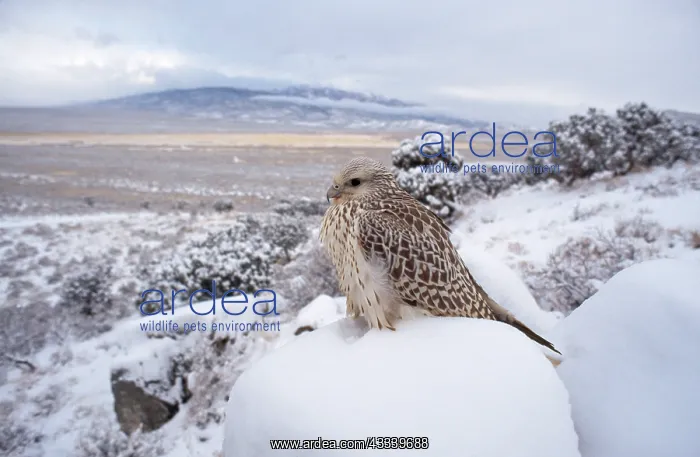 : Gyr Falcon - in snow : Gyr Falcon - in snow