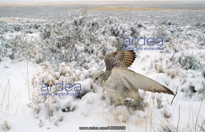 : Gyr Falcon - in snow : Gyr Falcon - in snow