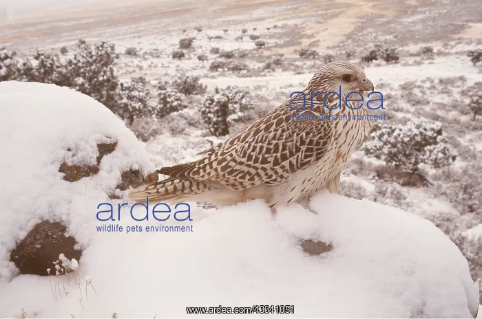 : GYR FALCON - in snow scene : GYR FALCON - in snow scene