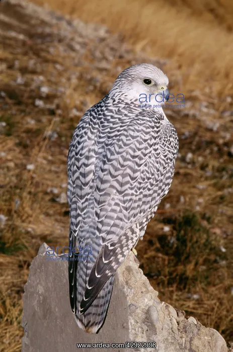 : GYR FALCON - White Phase : GYR FALCON - White Phase
