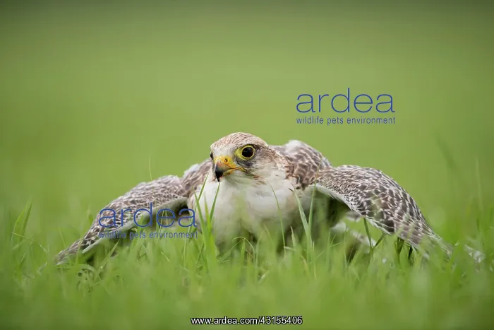 : gyr-saker falcon : gyr-saker falcon