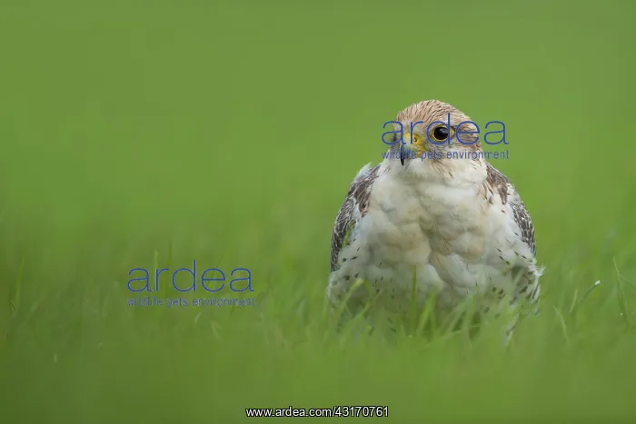 : gyr-saker falcon : gyr-saker falcon