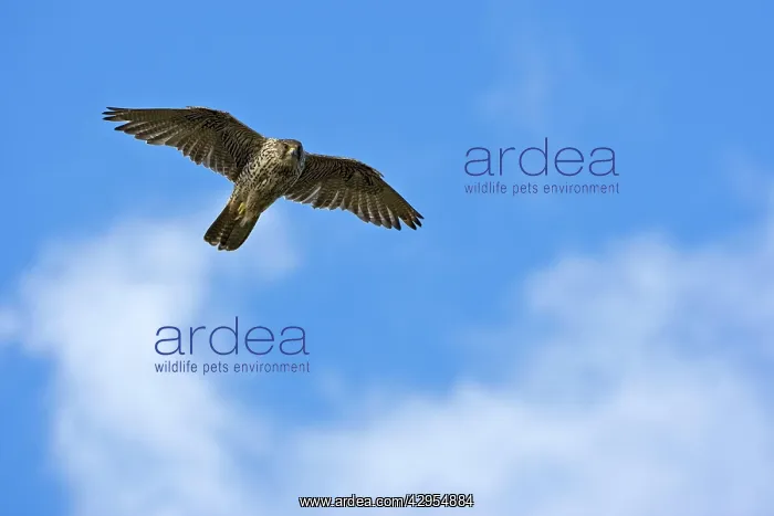 : Gyrfalcon (Falco rusticolus). In flight, July, Varanger Fjord, Norway. Also Gyr falcon : Gyrfalcon (Falco rusticolus). In flight, July, Varanger Fjord, Norway. Also Gyr falcon