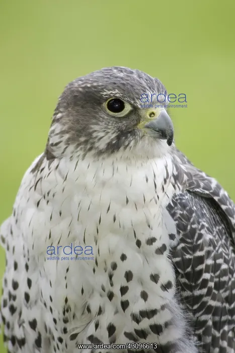 : Gyrfalcon. The Gyrfalcon (Falco rusticolus) is the largest true falcon in the world : Gyrfalcon. The Gyrfalcon (Falco rusticolus) is the largest true falcon in the world