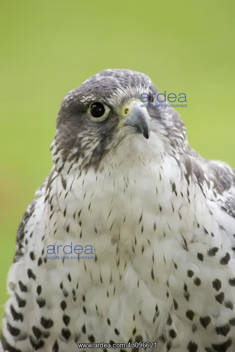 : Gyrfalcon. The Gyrfalcon (Falco rusticolus) is the largest true falcon in the world : Gyrfalcon. The Gyrfalcon (Falco rusticolus) is the largest true falcon in the world