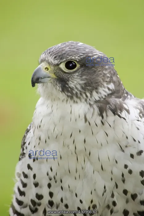: Gyrfalcon. The Gyrfalcon (Falco rusticolus) is the largest true falcon in the world : Gyrfalcon. The Gyrfalcon (Falco rusticolus) is the largest true falcon in the world