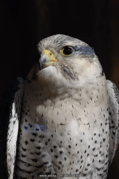 : Gyrfalcon. Falco rusticolus. Captive. Charlotte, NC : Gyrfalcon. Falco rusticolus. Captive. Charlotte, NC