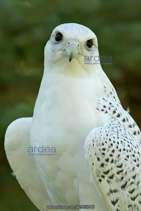 : Gyrfalcon - adult : Gyrfalcon - adult