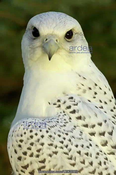 : Gyrfalcon - adult : Gyrfalcon - adult