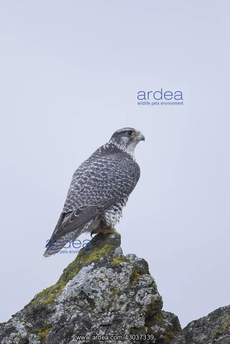  : Gyrfalcon - adult bird - Iceland