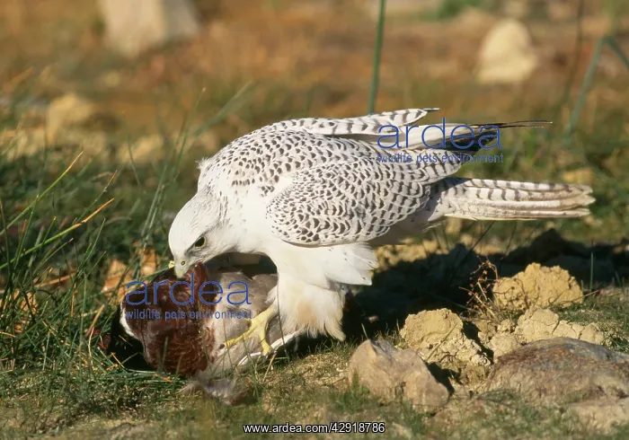 : Gyrfalcon - with duck prey : Gyrfalcon - with duck prey