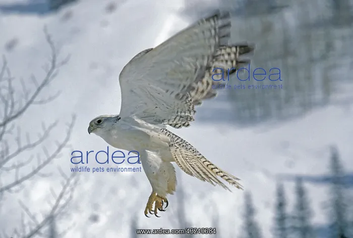 : GYRFALCON (falco rusticolus), ADULT IN FLIGHT, CANADA : GYRFALCON (falco rusticolus), ADULT IN FLIGHT, CANADA