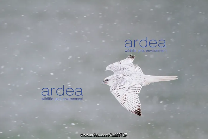 : Gyrfalcon (Falco rusticolus) white phase : Gyrfalcon (Falco rusticolus) white phase