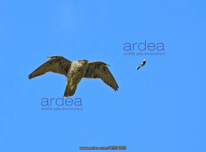 : Gyrfalcon - In flight looking at a Wagtail passing : Gyrfalcon - In flight looking at a Wagtail passing