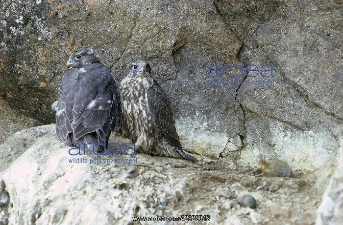 : Gyrfalcon / Gyr Falcon - young on rock ledge : Gyrfalcon / Gyr Falcon - young on rock ledge