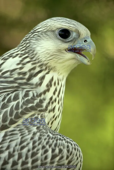: Gyrfalcon - juvenile : Gyrfalcon - juvenile