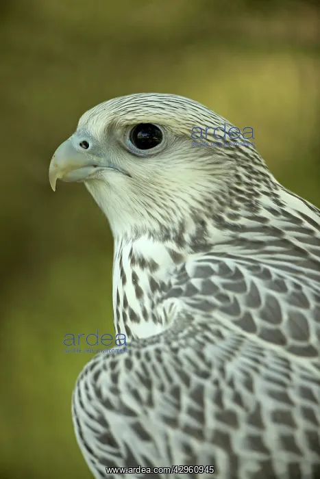 : Gyrfalcon - juvenile : Gyrfalcon - juvenile