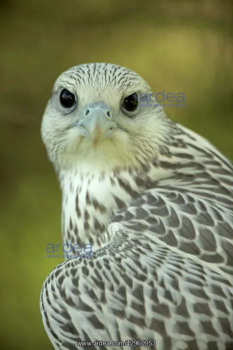 : Gyrfalcon - juvenile : Gyrfalcon - juvenile