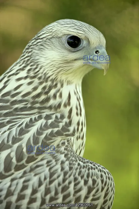 : Gyrfalcon - juvenile : Gyrfalcon - juvenile