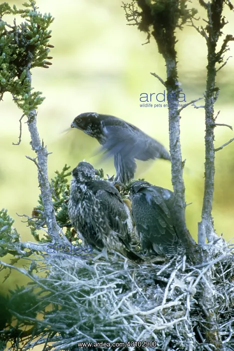 : Gyrfalcon Learning to Fly : Gyrfalcon Learning to Fly