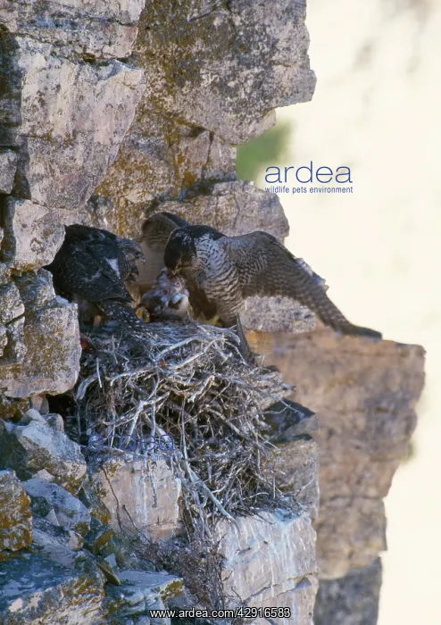 : Gyrfalcon - pair at nest on rock ledge : Gyrfalcon - pair at nest on rock ledge
