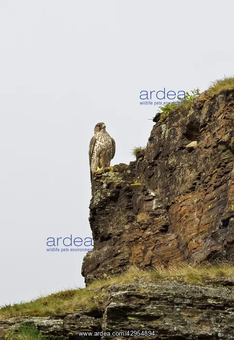 : Gyrfalcon - perched on a cliff face along the open Tundra : Gyrfalcon - perched on a cliff face along the open Tundra