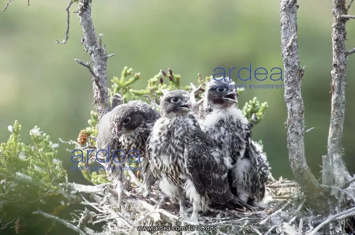 : Gyrfalcons in Nest : Gyrfalcons in Nest